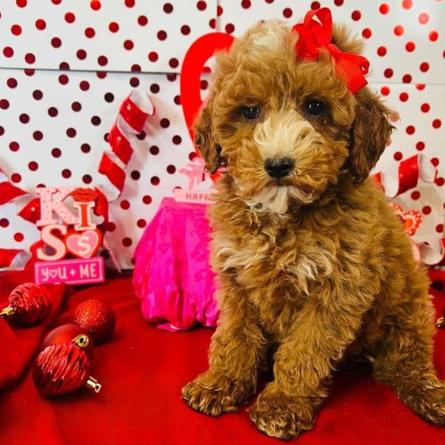 Sophia - Toy Poodle Female
