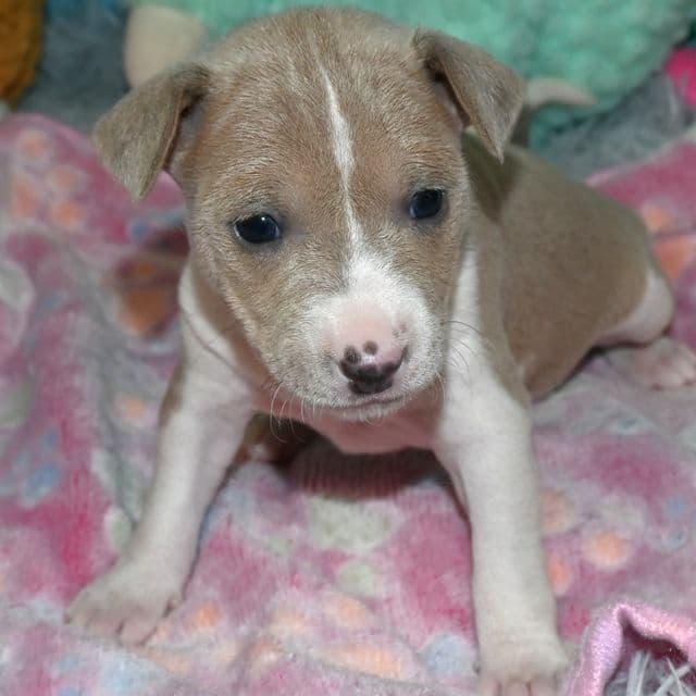 Basenji Puppies available - Basenji Male