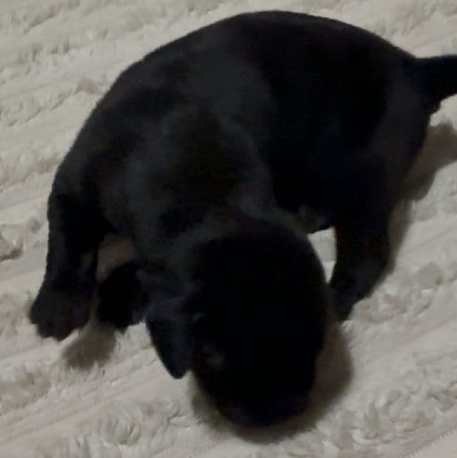 Vixen - Great Dane Female