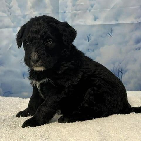 Bandit - Bernedoodle Male