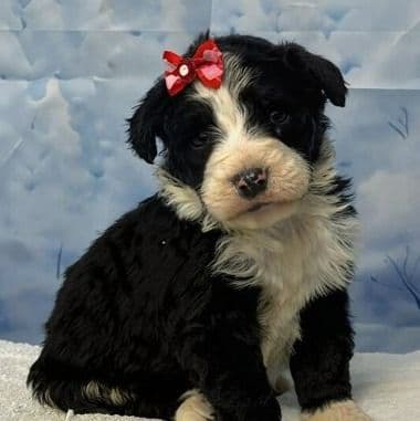 Bella - Bernedoodle Female