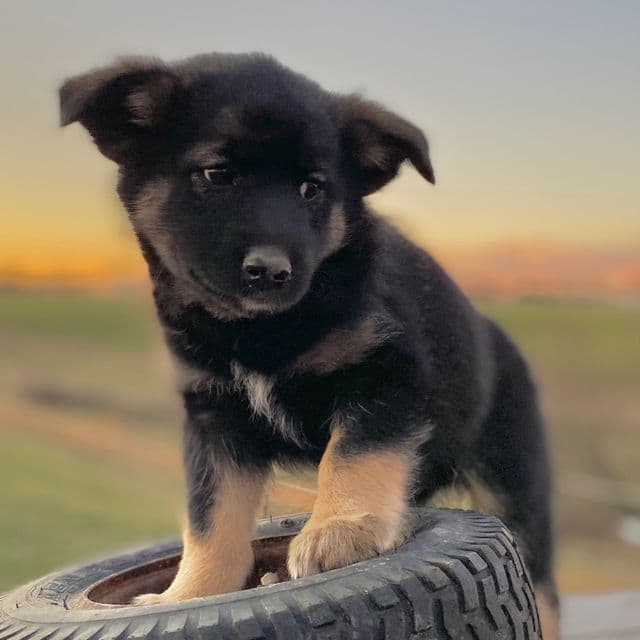 Drake - Norwegian Elkhound Male