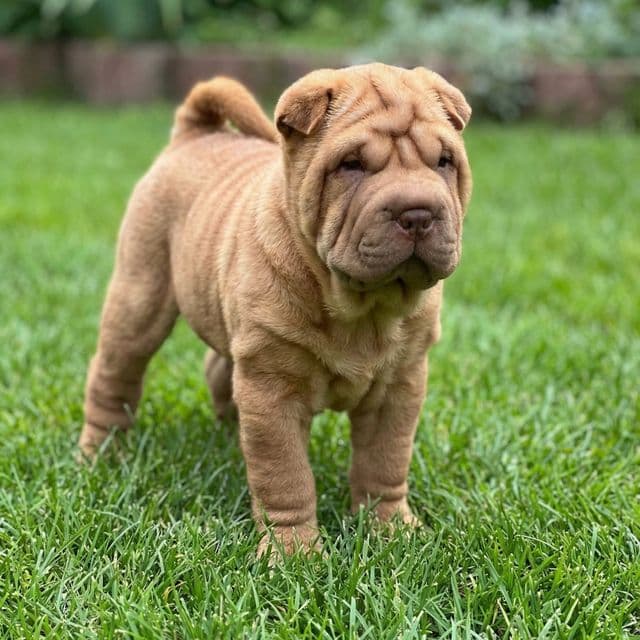 Miya - Chinese Shar-Pei Female