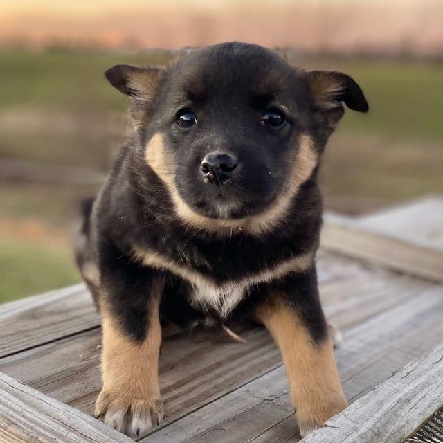 Haven - Norwegian Elkhound Female