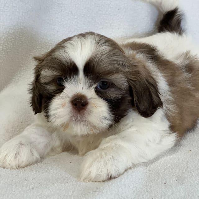 Angel - Shih Tzu Female