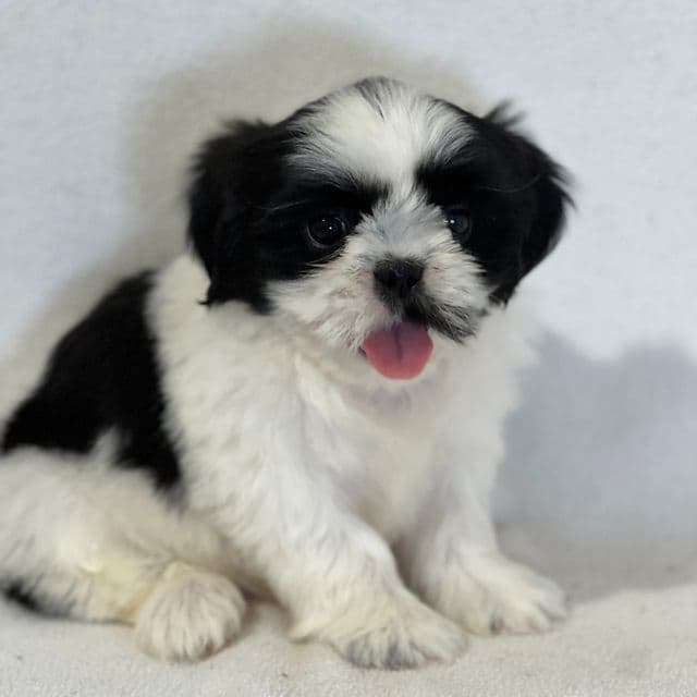 Alfie - Shih Tzu Male