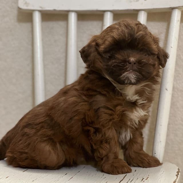 Lulu - Shih-Poo Female