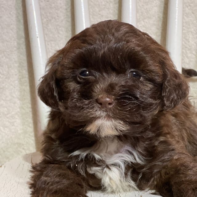 Louie - Shih-Poo Male