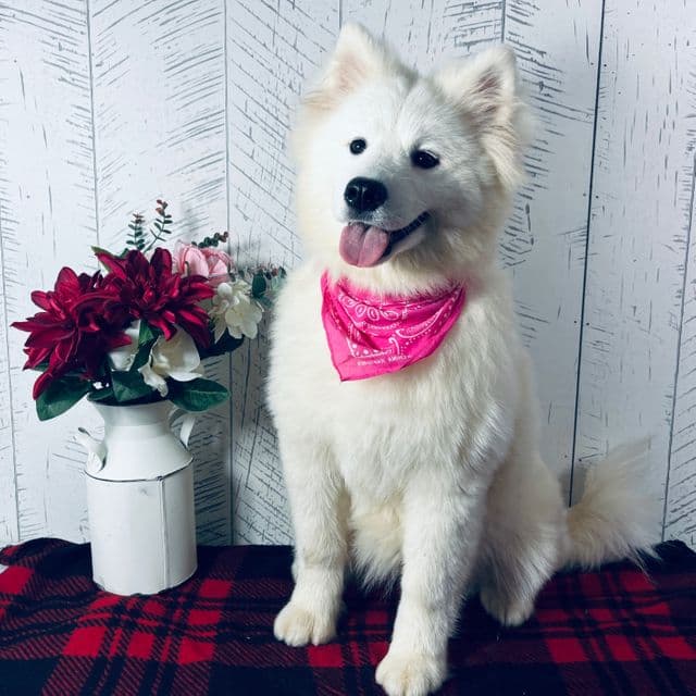 Riley - Samoyed Female