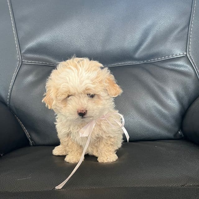 Girl 1 - Double Doodle Female