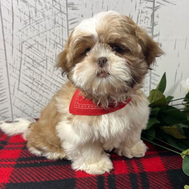 Lassie - Shih Tzu Female
