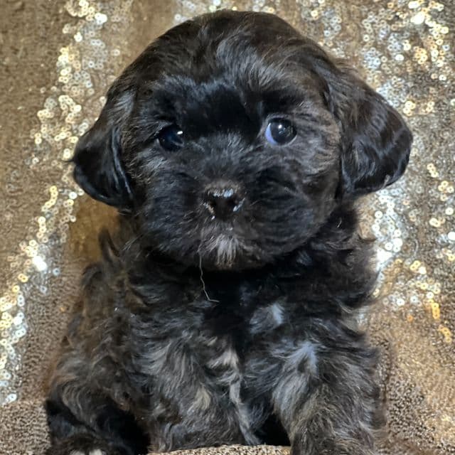 Teeny - Shih-Poo Female