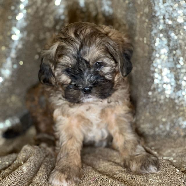 Truffle - Shih-Poo Male