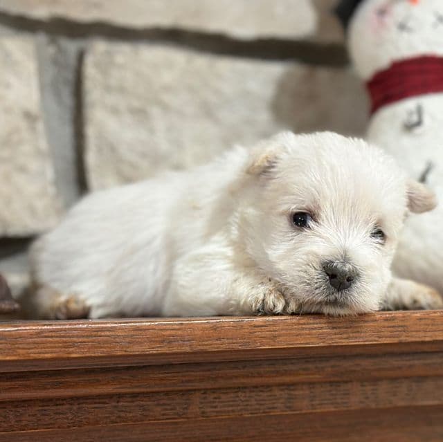 Duncan - West Highland White Terrier Male