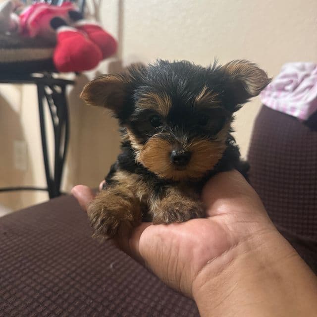 Blue boy  - Yorkshire Terrier Male