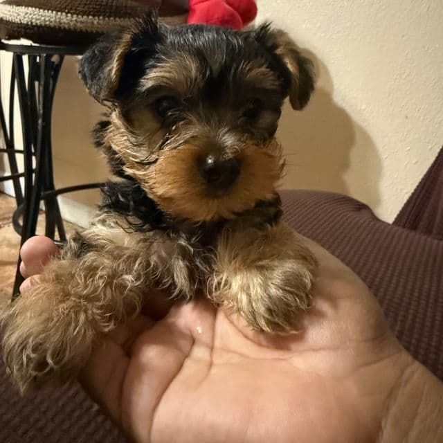 Light green boy - Yorkshire Terrier Male