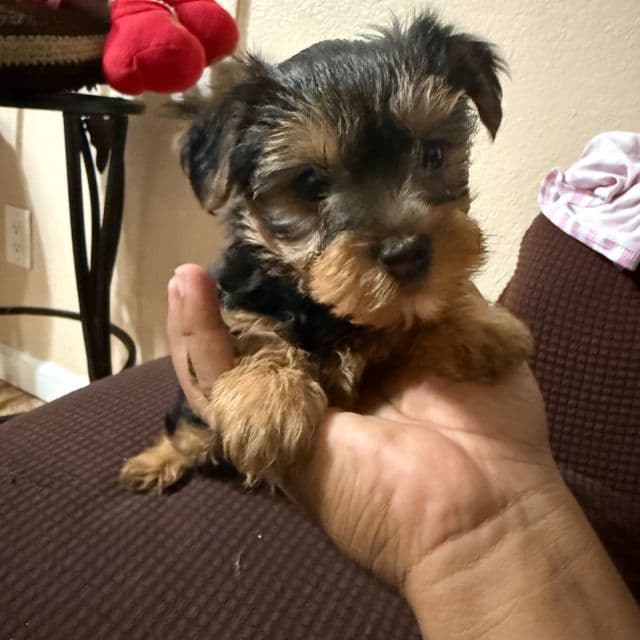 Orange Boy - Yorkshire Terrier Male