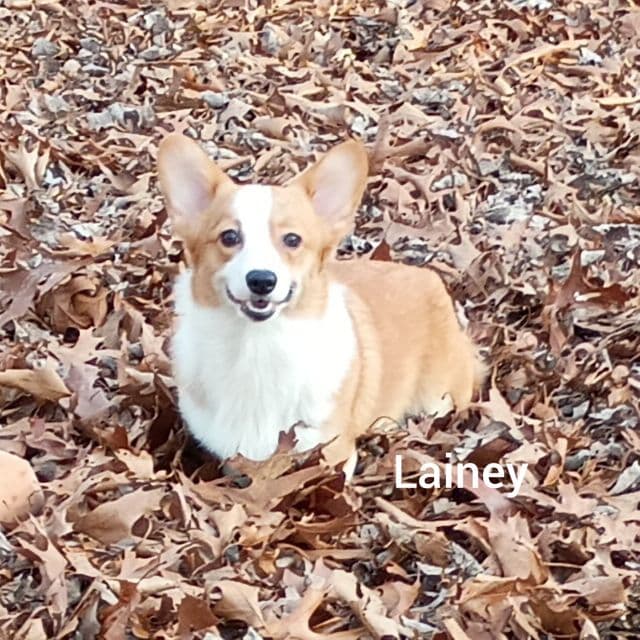 Lainey - Pembroke Welsh Corgi Female