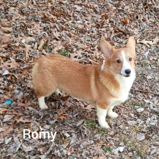 Romy - Pembroke Welsh Corgi Male