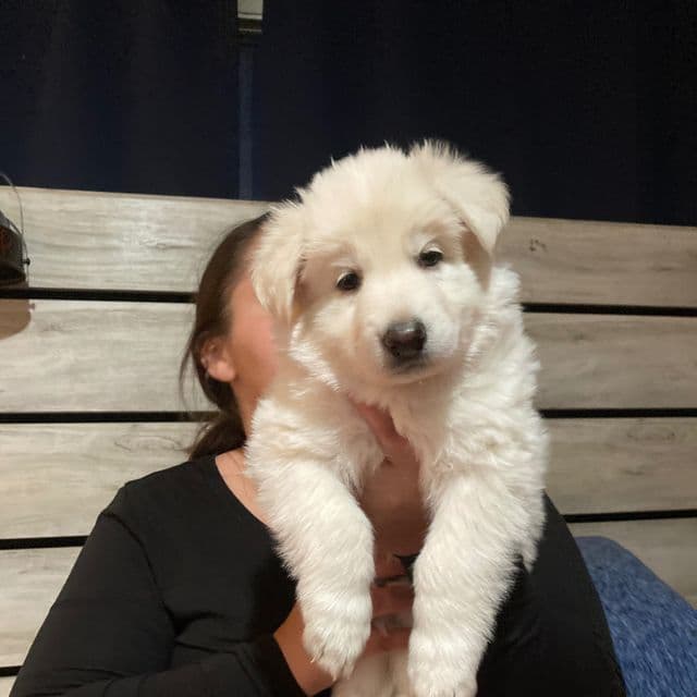 Sleepy - German Shepherd Dog Male