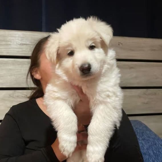 Sleepy - German Shepherd Dog Male