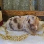 Alaska - Australian Shepherd Female