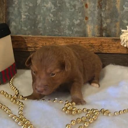 Utah  - Australian Shepherd Female