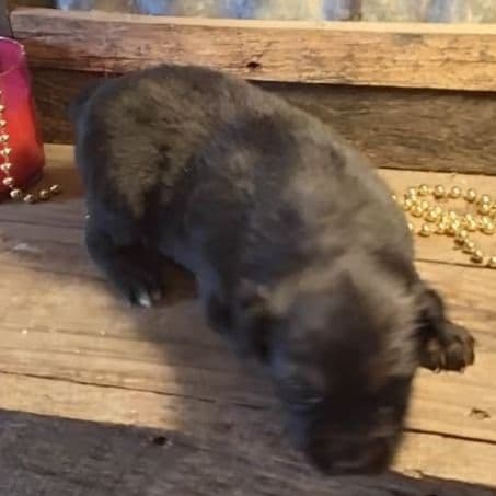 Washington - Australian Shepherd Female