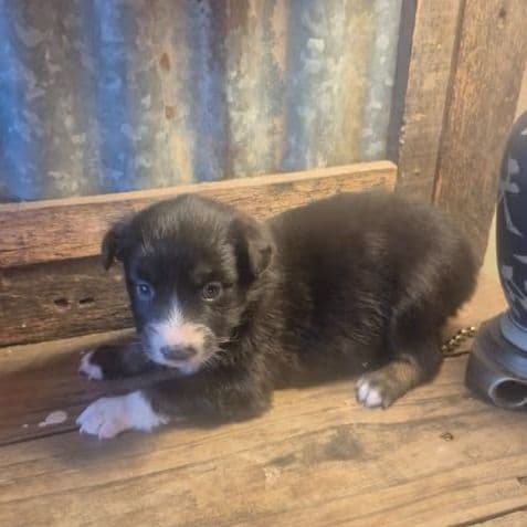 Orgeon - Australian Shepherd Female