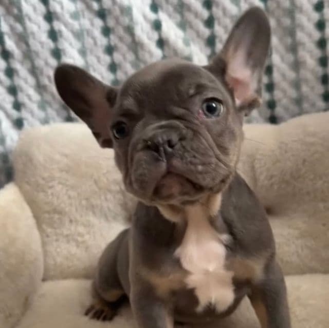 Evie - French Bulldog Female