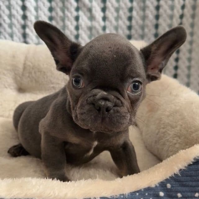 Noah - French Bulldog Male