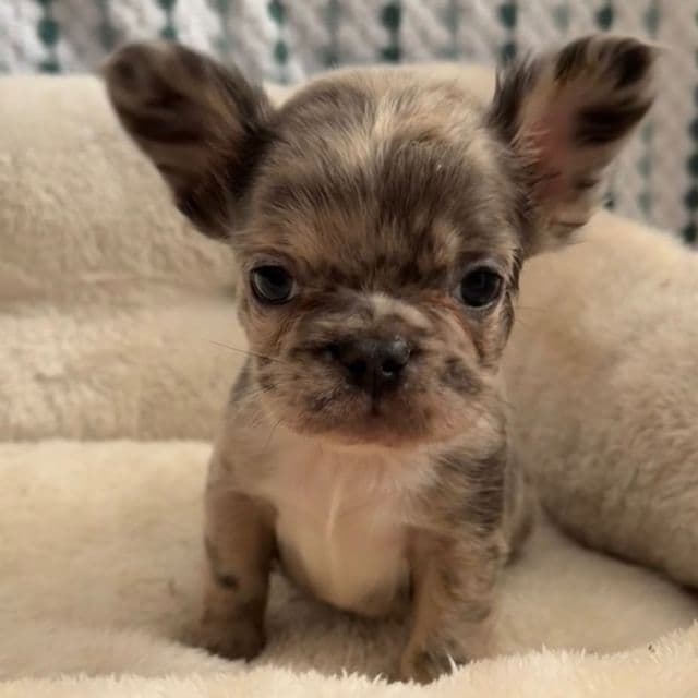 Nancy - French Bulldog Female