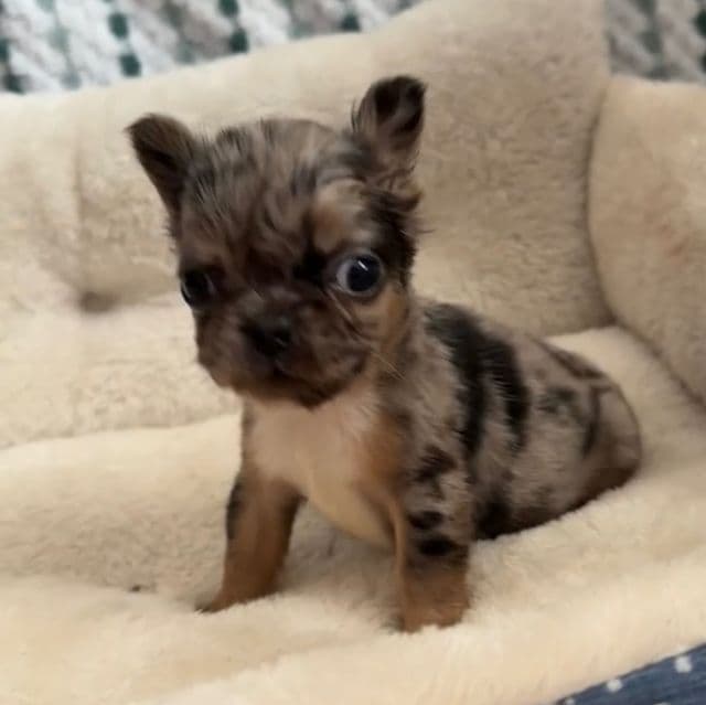 Robin - French Bulldog Female