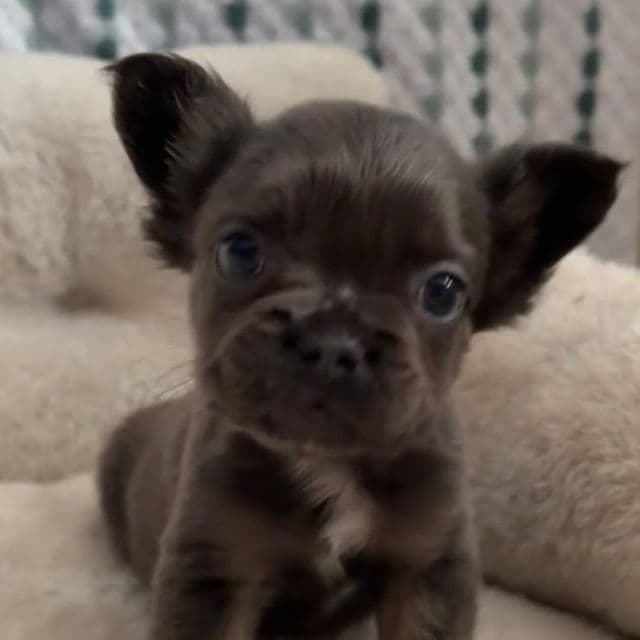 Joyce - French Bulldog Female