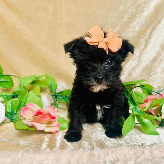 Layla - Morkie Female