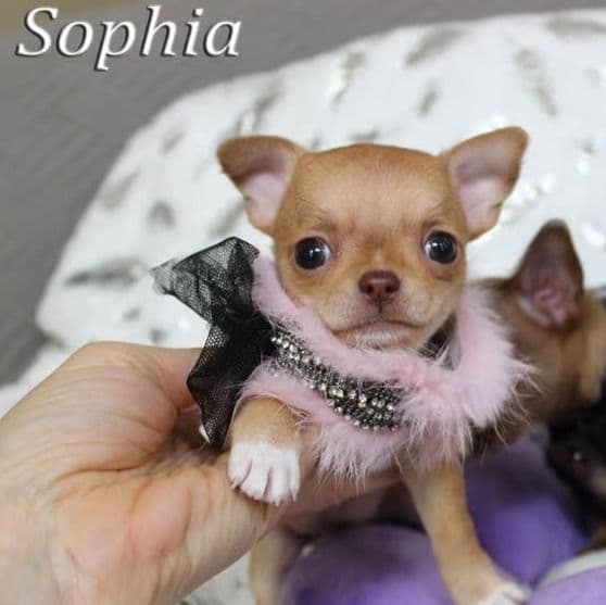 Sophia - Chihuahua Female
