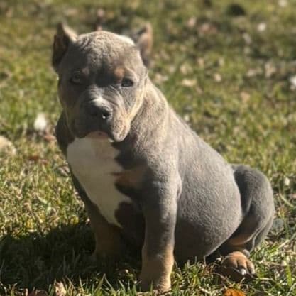 Ghost - American Bully Male