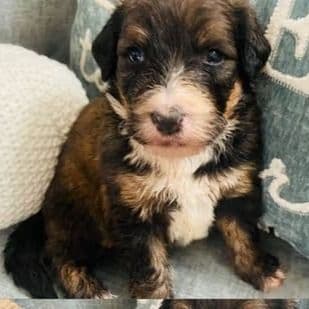 Maverick - Bernedoodle Male
