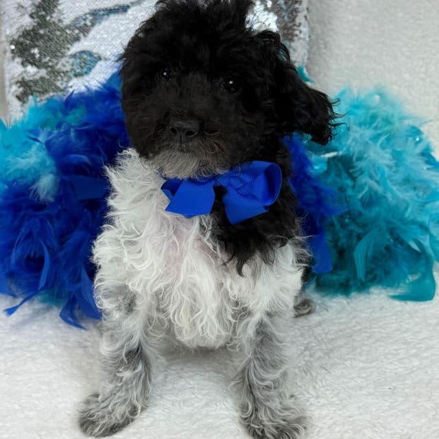 Cici Blue Boy - Toy Poodle Male