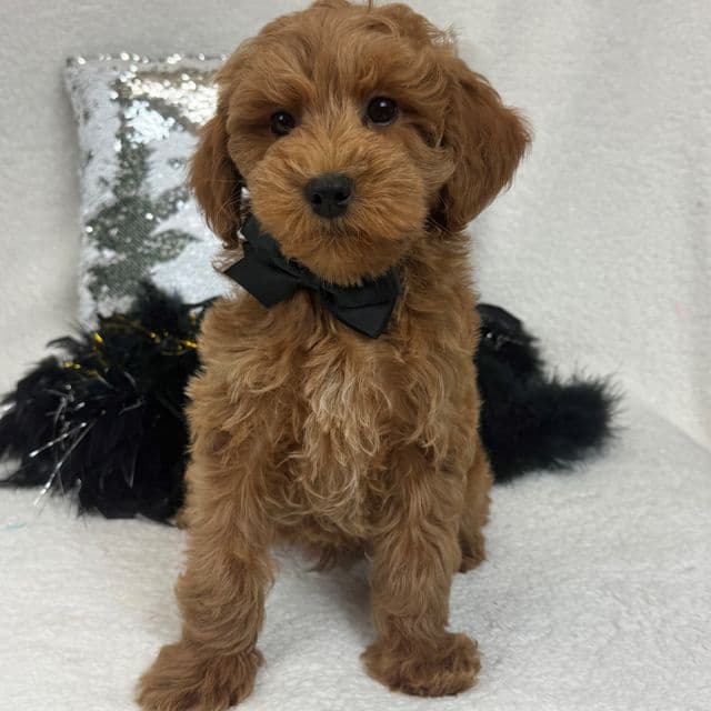 Braley Black Boy - Goldendoodle Male