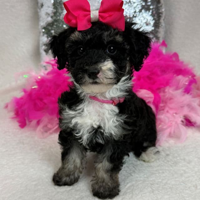 Elsa Pink Girl - Bernedoodle Female