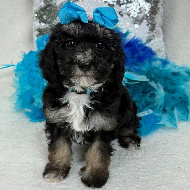 Elsa Turquoise Girl - Bernedoodle Female