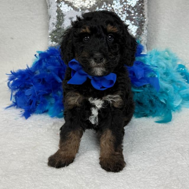 Elsa Blue Boy - Bernedoodle Male