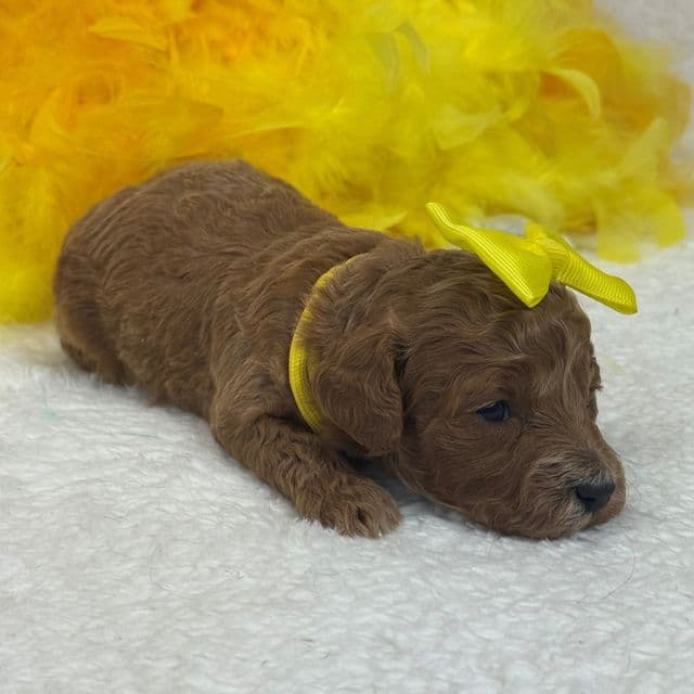 Peaches Yellow Girl - Toy Poodle Female