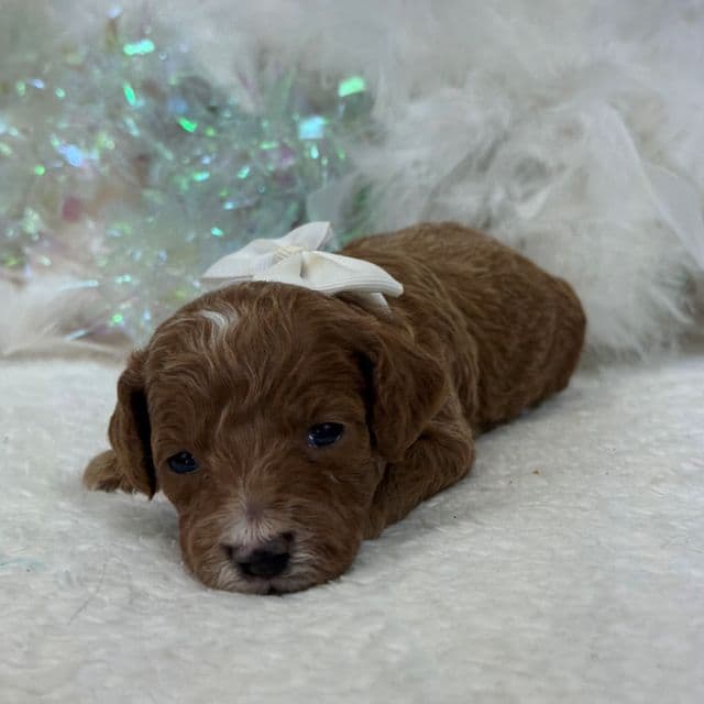 Peaches White Boy - Toy Poodle Male