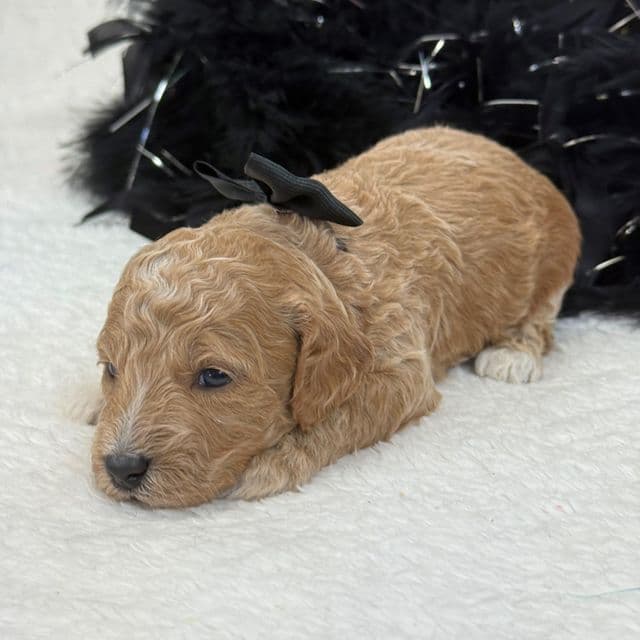 Peaches Black Boy - Toy Poodle Male