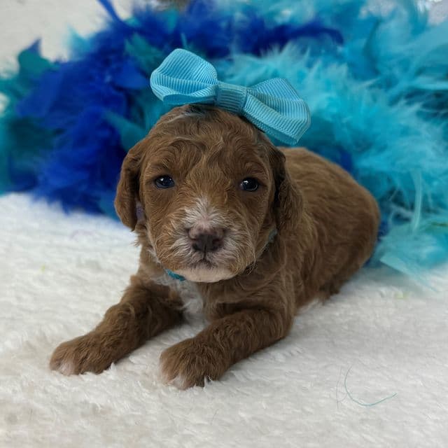 Peaches Turquoise Girl - Toy Poodle Female