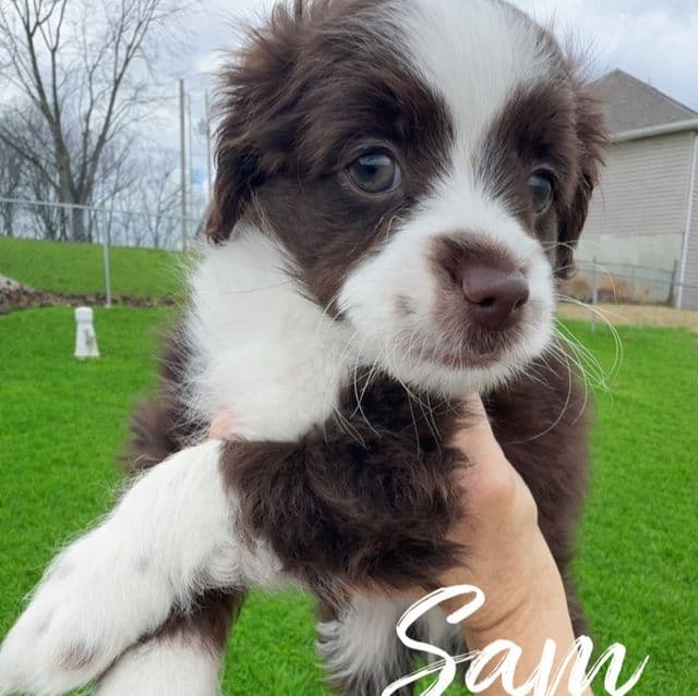 Sam - Aussiedoodle Male