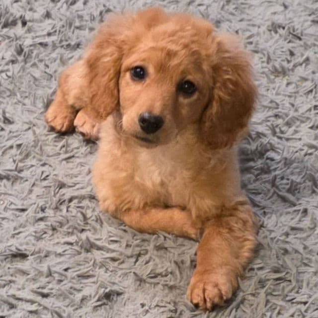F1b miniature Toast - Goldendoodle Female