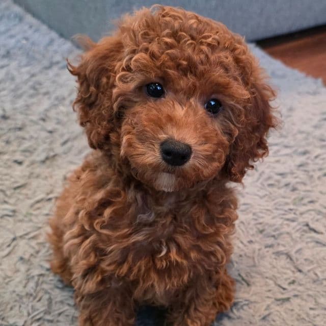 F1b miniature Holly - Goldendoodle Female
